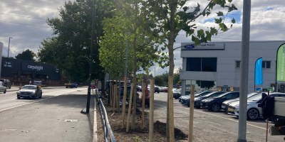 New trees in Plough Lane